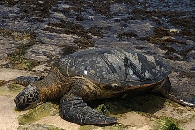 North Shore / Waimea, Falls Day & Swim with Turtles - Pacing and Physical Effort: You Need Moderate Fitness, Not Athlete Mode