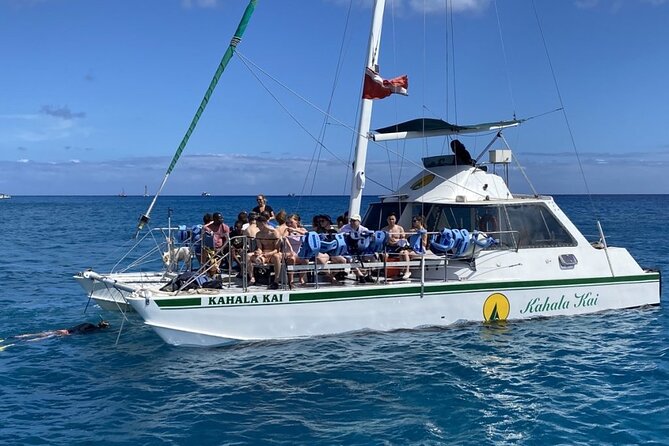 Oahu Catamaran Snorkel Tour: See Turtles 100% Guaranteed - Wildlife Beyond Turtles: Dolphins, Whales, Monk Seals, and Extras