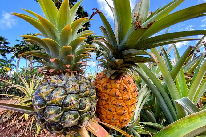 Oahu Circle Island Small Group Tour - Small Things to Know Before You Go
