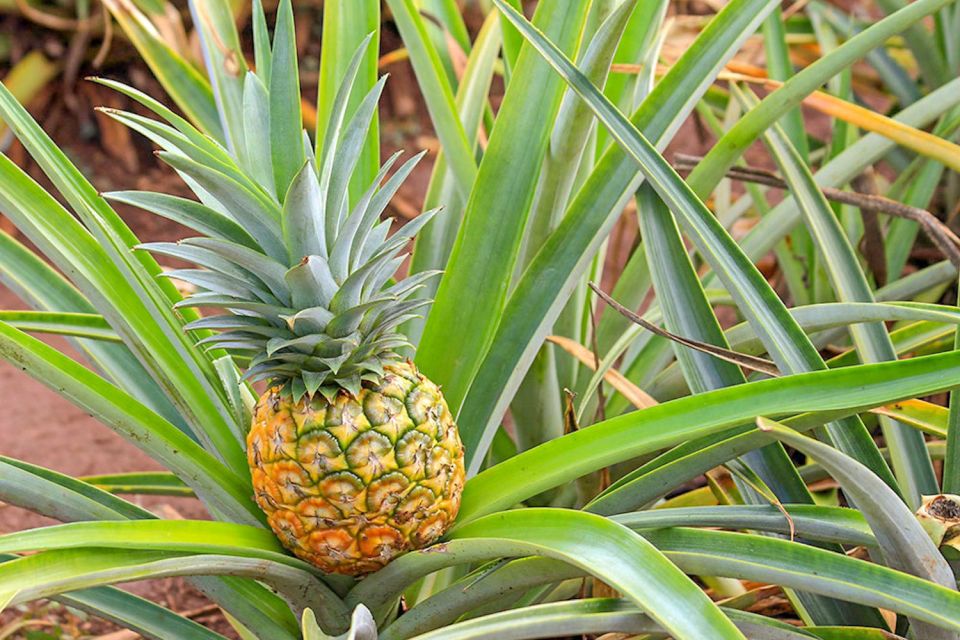 Oahu: Circle Island Top Sights Full-Day Tour w/ Local Guide - Haleiwa Town Time: Matsumoto’s Shave Ice and Small-Shop Browsing