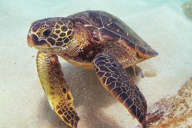 Oahu Circle Island Tour with Turtle Snorkeling— Small-Groups - Waimanalo Sea Cliffs and North Shore Landmarks You’ll Want to Remember