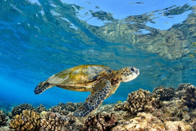 Oahu Circle Island Tour with Turtle Snorkeling— Small-Groups - Macadamia Farm and the Dole Pre-Finale: Real Stops, Not Just Gift Shops