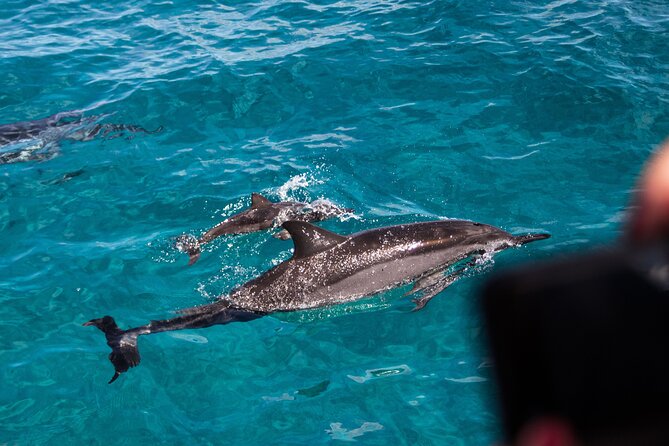 Oahu Dolphin and Snorkel Tour with Waikiki Pickup & Lunch - Price and logistics: what you’re really paying for