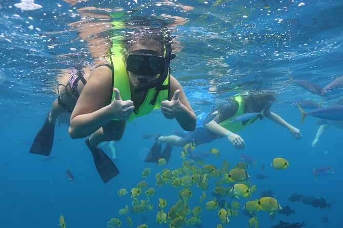 Oahu Dolphin and Snorkel Tour with Waikiki Pickup & Lunch - Getting to Waiʻanae Small Boat Harbor without losing your morning