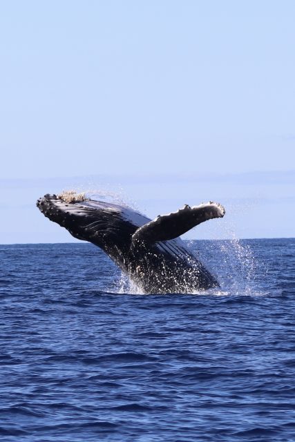 Oahu: Dolphin Swim and Turtle Snorkel Excursion in Waianae - Key highlights at a glance