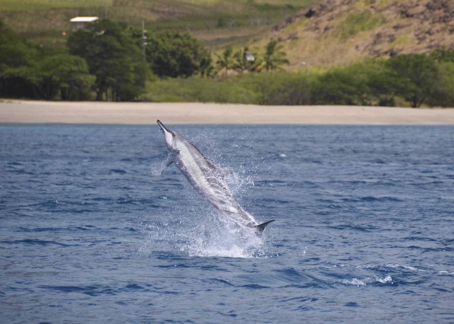 Oahu: Dolphin Swim and Turtle Snorkel Excursion in Waianae - Entering the Waianae marine world: what this 3-hour tour really delivers
