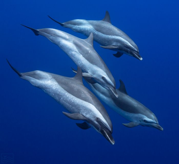 Oahu: Dolphin Swim and Turtle Snorkel Excursion in Waianae - The safety briefing: short, serious, and actually useful
