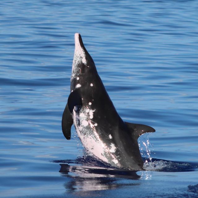 Oahu: Dolphin Swim and Turtle Snorkel Excursion in Waianae - The snorkeling stops: sea turtles, reef fish, and the reality of changing conditions