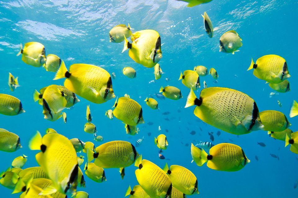 Oahu: Dolphin Swim and Turtle Snorkel Excursion in Waianae - Swimming with dolphins: the part you should understand before you go