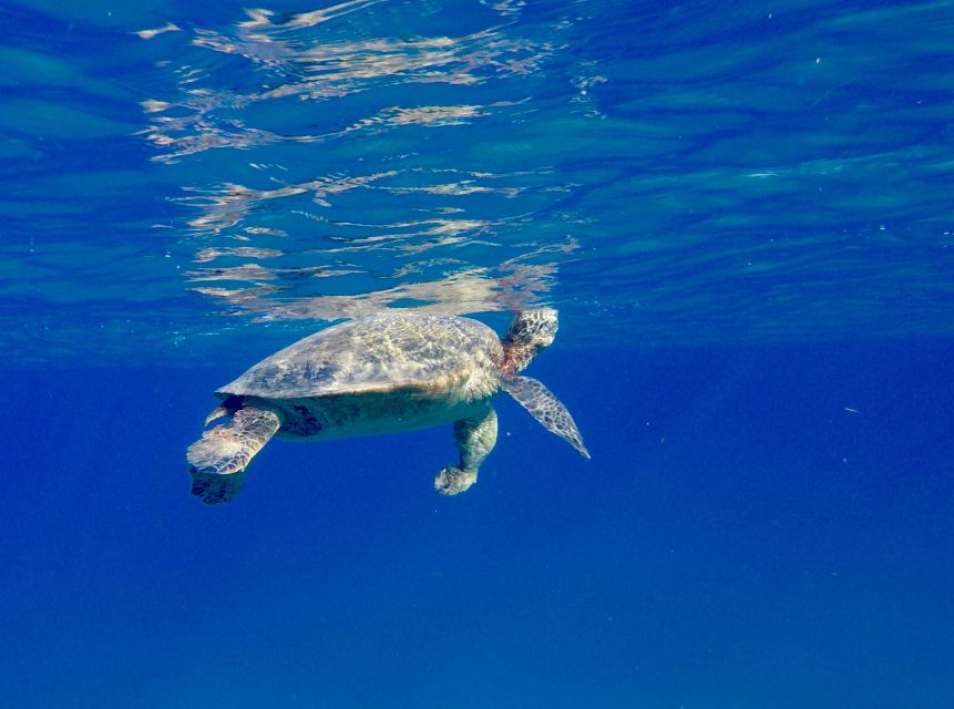 Oahu: Dolphin Swim and Turtle Snorkel Excursion in Waianae - Lunch and onboard comfort: included food beats the usual “snack-only” problem