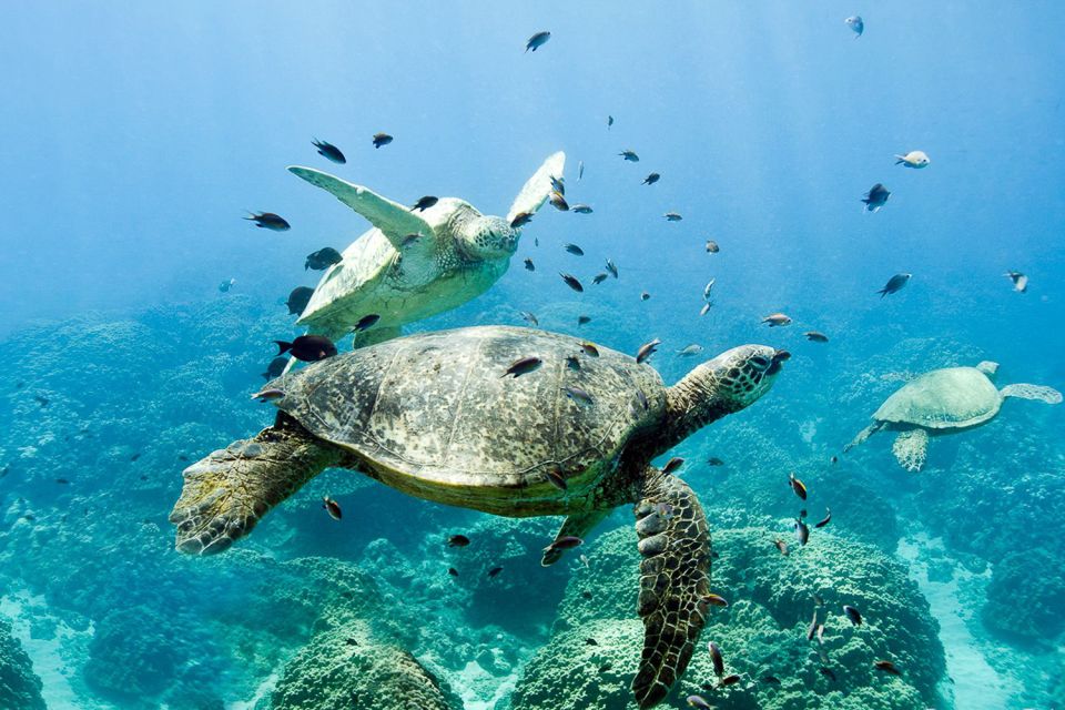 Oahu: Dolphin Swim and Turtle Snorkel Excursion in Waianae - The $193 price: what you’re paying for and where it feels worth it