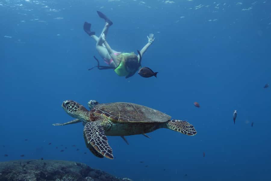 Oahu: Dolphin Watching & Turtle Snorkeling with Waterslide - Dolphin Boat + Waterslide + Snorkel: Key Things to Know