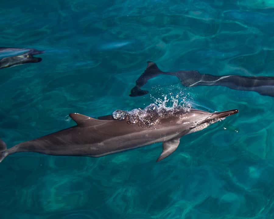 Oahu: Dolphin Watching & Turtle Snorkeling with Waterslide - Getting There: Waikiki/Ko Olina Shuttle and Harbor Parking