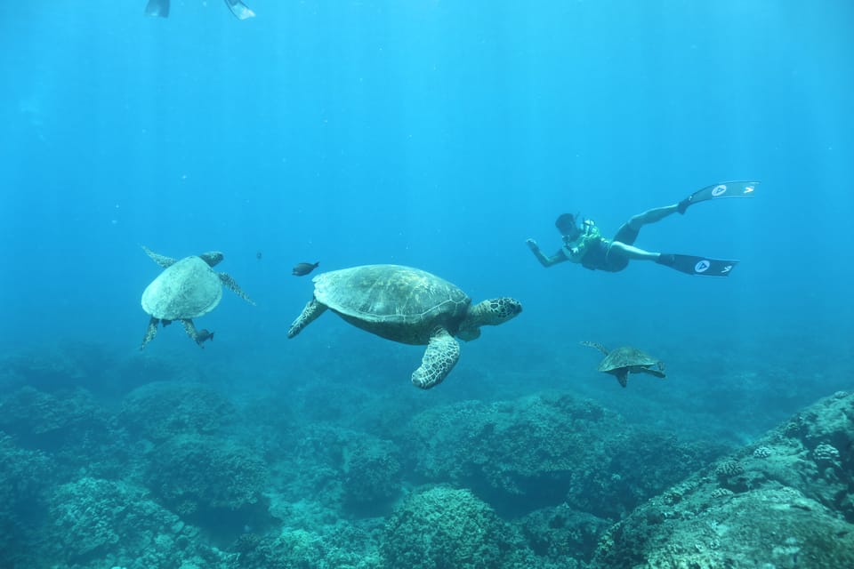 Oahu: Dolphin Watching & Turtle Snorkeling with Waterslide - Onboard Extras: Hula, Lunch Views, and the Dolphin Tattoo