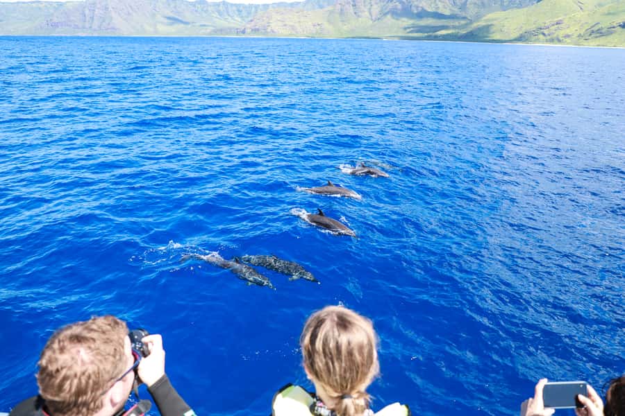 Oahu: Dolphin Watching & Turtle Snorkeling with Waterslide - Who Should Book This Tour (and Who Should Skip It)