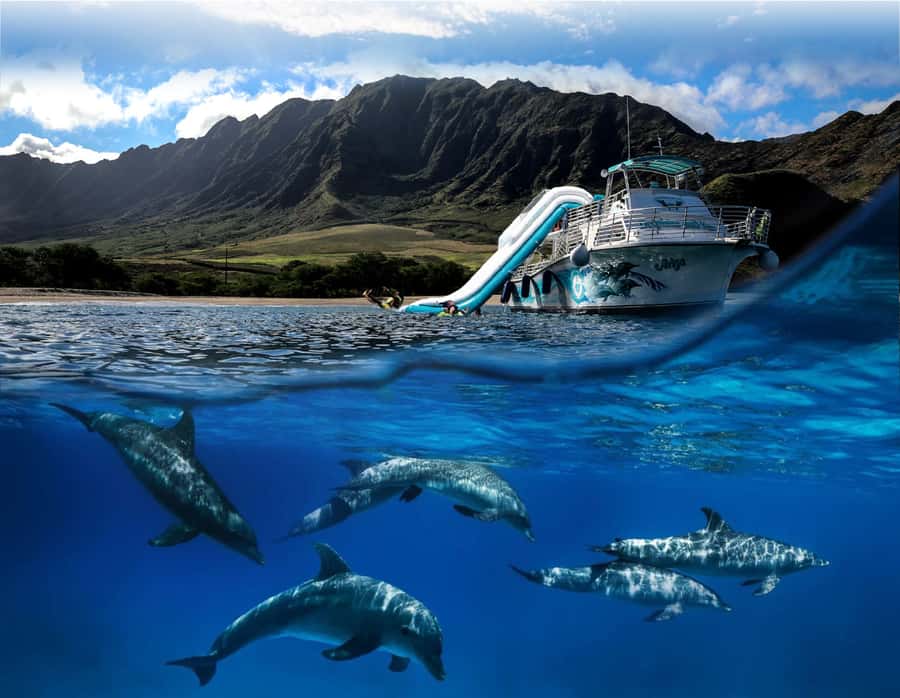 Oahu: Dolphin Watching & Turtle Snorkeling with Waterslide - The Value Math Behind the $190 Price Tag