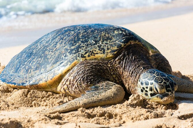 Oahu: Grand Tour Around Island 16 Locations plus Snorkeling - Why this 16-stop Oahu loop works on a tight schedule