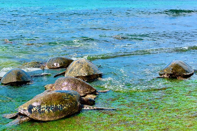 Oahu Guided Circle Island Tour, Swim w/ Turtles, Dole, Blowhole - Makapu‘u Point and the Ko‘olau side: the road gets scenic fast