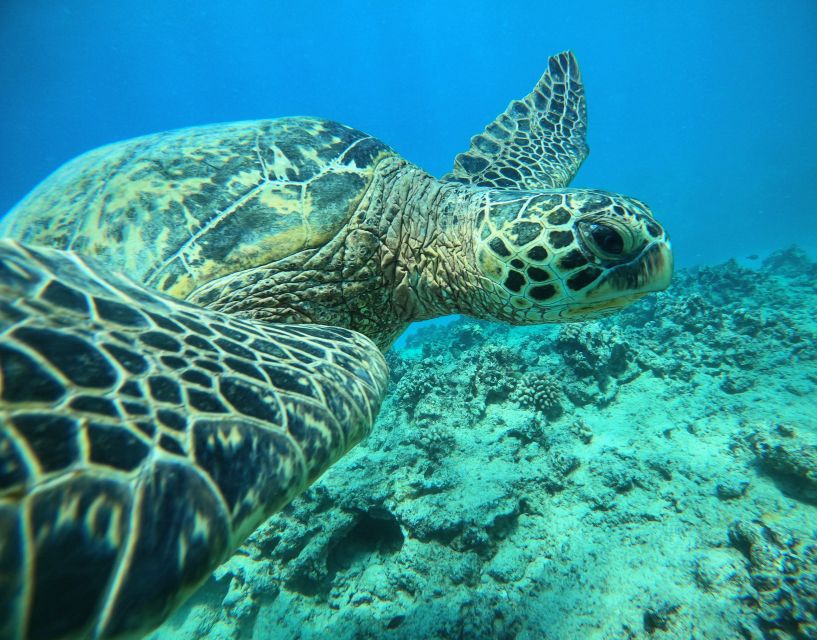 Oahu: Honolulu Turtle Canyon Snorkeling Tour - Key things to know before you go