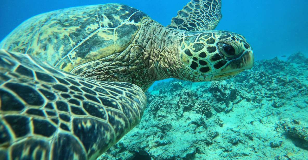 Oahu: Honolulu Turtle Canyon Snorkeling Tour - From Ala Moana to Turtle Canyon: how the 3-hour flow works