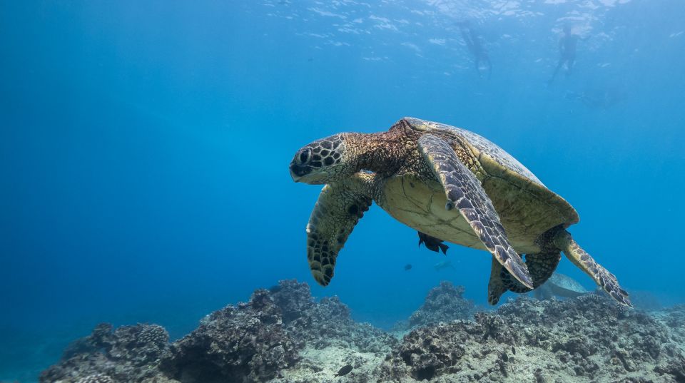 Oahu: Honolulu Turtle Canyon Snorkeling Tour - Warm-up surface session: the trick to enjoying the real snorkel