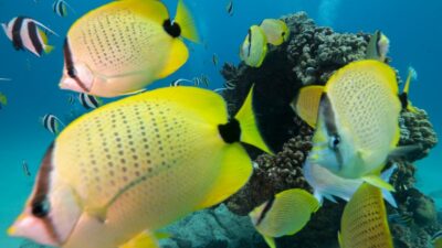 Oahu: Honolulu Turtle Canyon Snorkeling Tour - Meet the crew: safety that feels friendly, not stiff