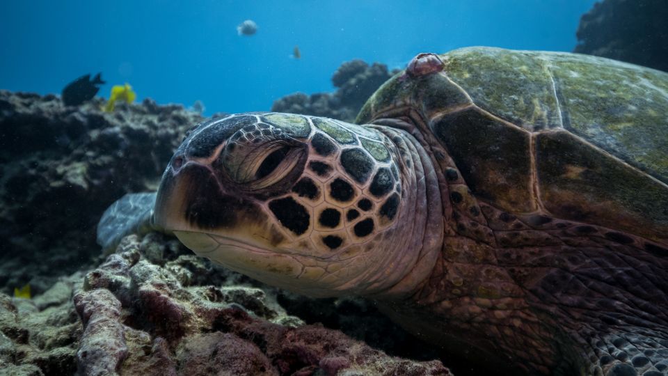 Oahu: Honolulu Turtle Canyon Snorkeling Tour - Seasickness reality check (and the fix people use)
