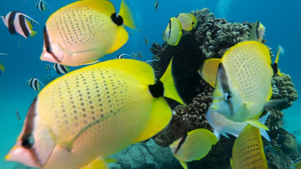 Oahu: Honolulu Turtle Canyon Snorkeling Tour - Meet the crew: safety that feels friendly, not stiff