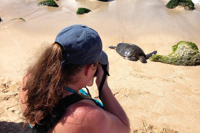 Oahu Island Photography Tour - Oahu Wildlife Moments: How to Spot Turtles and Seals With Better Awareness