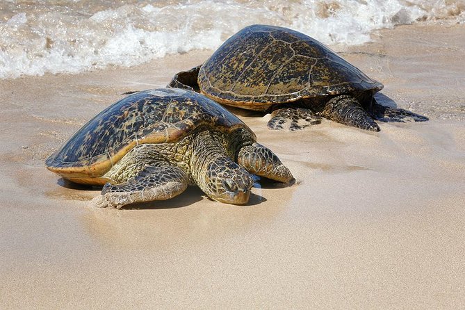Oahu Island Photography Tour - Price and Value: What $150 Buys You in Real Shooting Time