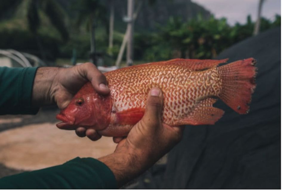 Oahu: Kualoa Movie Sites, Jungle, and Buffet Tour Package - Should You Book This Kualoa Ranch Package?