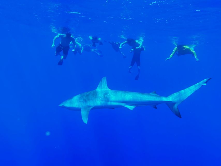 Oahu: North Shore Cageless Shark Snorkeling Tour - Key things to know before you go
