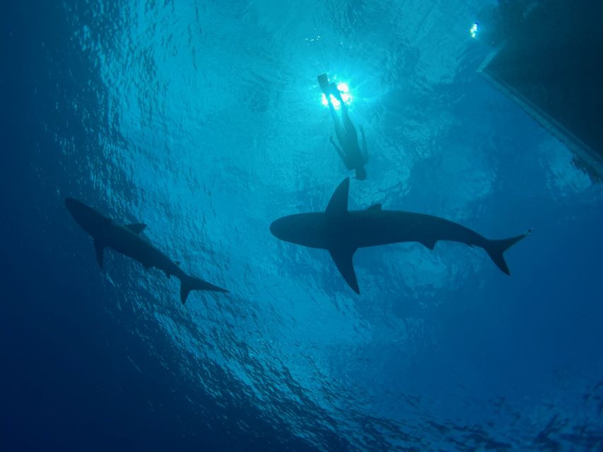 Oahu: North Shore Cageless Shark Snorkeling Tour - What makes cageless North Shore shark snorkeling feel different