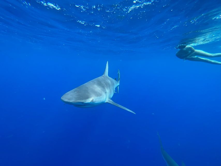 Oahu: North Shore Cageless Shark Snorkeling Tour - Safety briefing: how the crew helps you feel ready