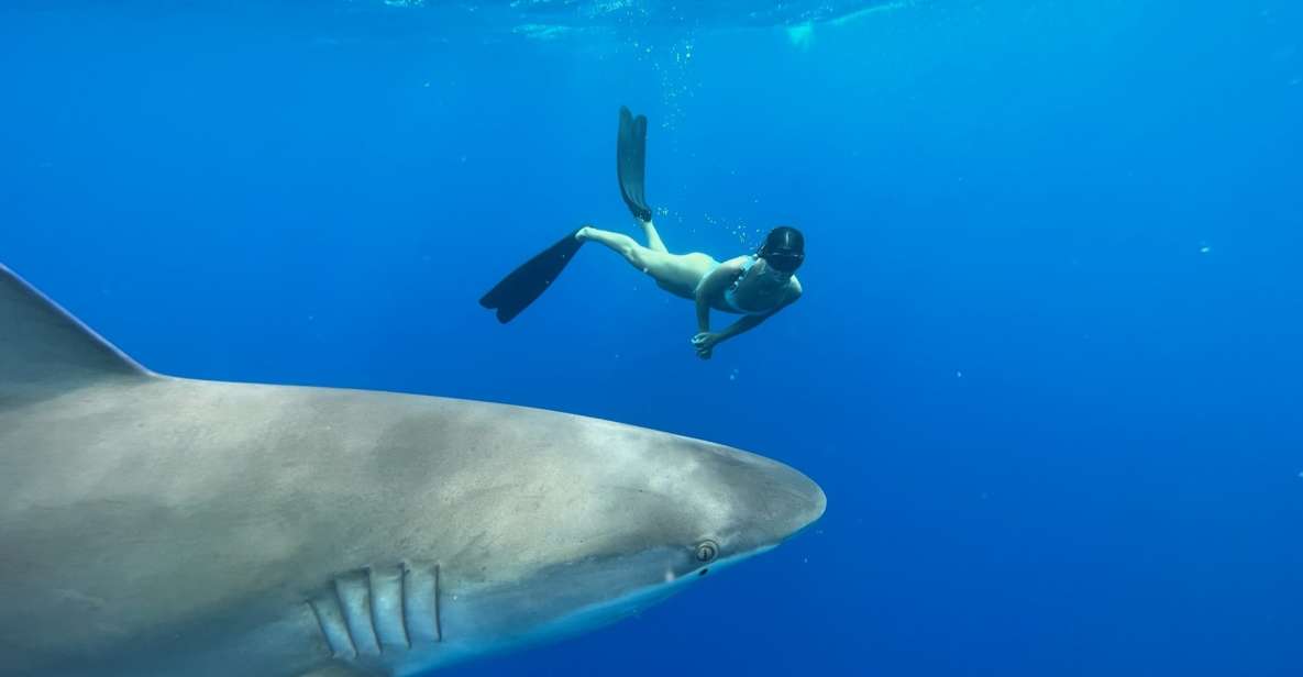 Oahu: North Shore Cageless Shark Snorkeling Tour - The small-group setup: what it gives you (and what it costs)