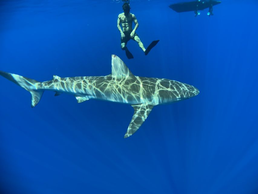 Oahu: North Shore Cageless Shark Snorkeling Tour - Price and value: is $166 a fair deal?