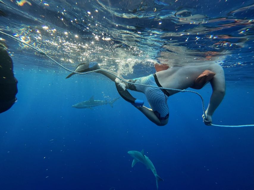 Oahu: North Shore Cageless Shark Snorkeling Tour - Practical tips to make your North Shore swim smoother