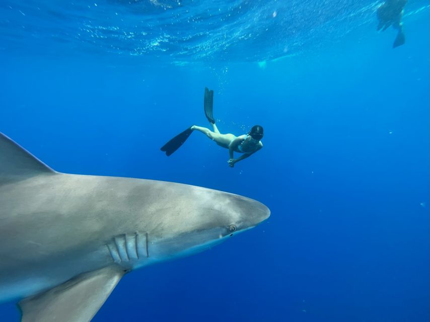 Oahu: North Shore Cageless Shark Snorkeling Tour - Island View Hawaii meet-up and the Haleiwa run
