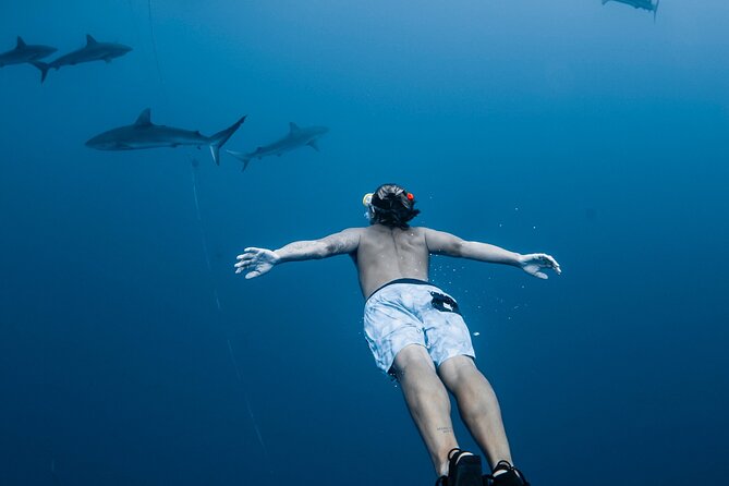 Oahu Open Water Shark Diving Experience - Meeting at Haleiwa and Getting Ready for Your Shark Swim