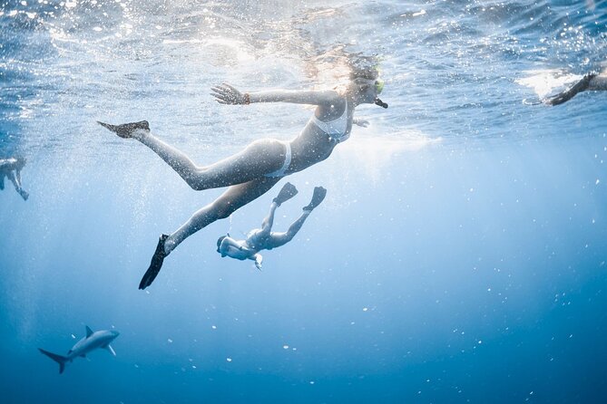 Oahu Open Water Shark Diving Experience - Why the Small-Group Setup Feels Safer and More Personal