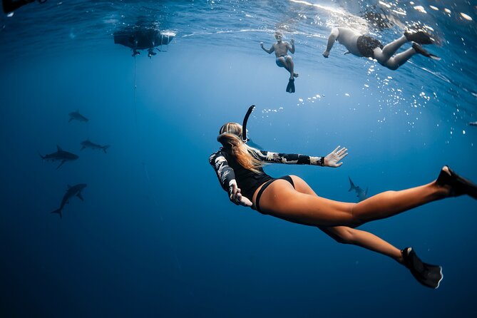 Oahu Open Water Shark Diving Experience - Marine Life Variety: What You Might See and How It Changes