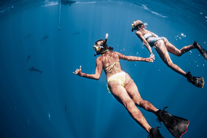 Oahu Open Water Shark Diving Experience - Photo Packages and Getting Better Shark Memories
