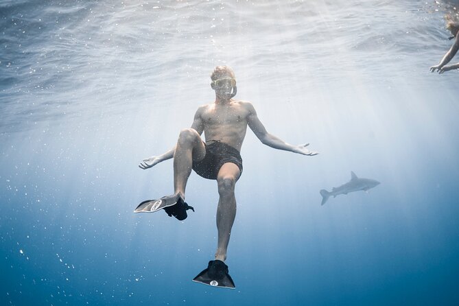 Oahu Open Water Shark Diving Experience - When Weather Turns: What Happens If the Ocean Isn’t Cooperating