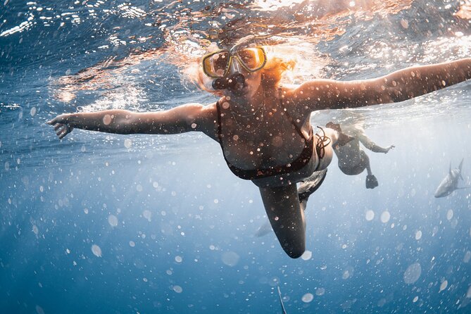 Oahu Open Water Shark Diving Experience - Price and Value: Is $150 Worth It on Oahu?