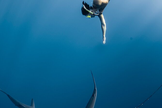 Oahu Open Water Shark Diving Experience - Who Should Book, and Who Might Skip This Shark Swim