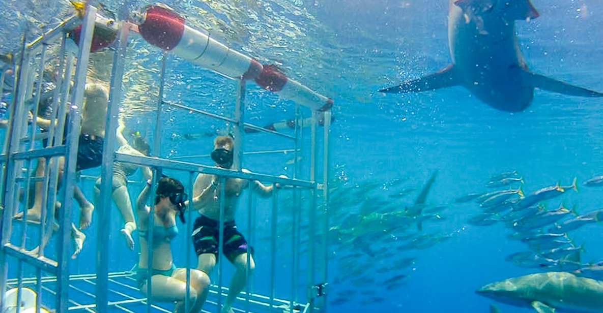 Oahu: Shark Cage Dive on the North Shore - Key Moments That Make This North Shore Shark Encounter Worth It