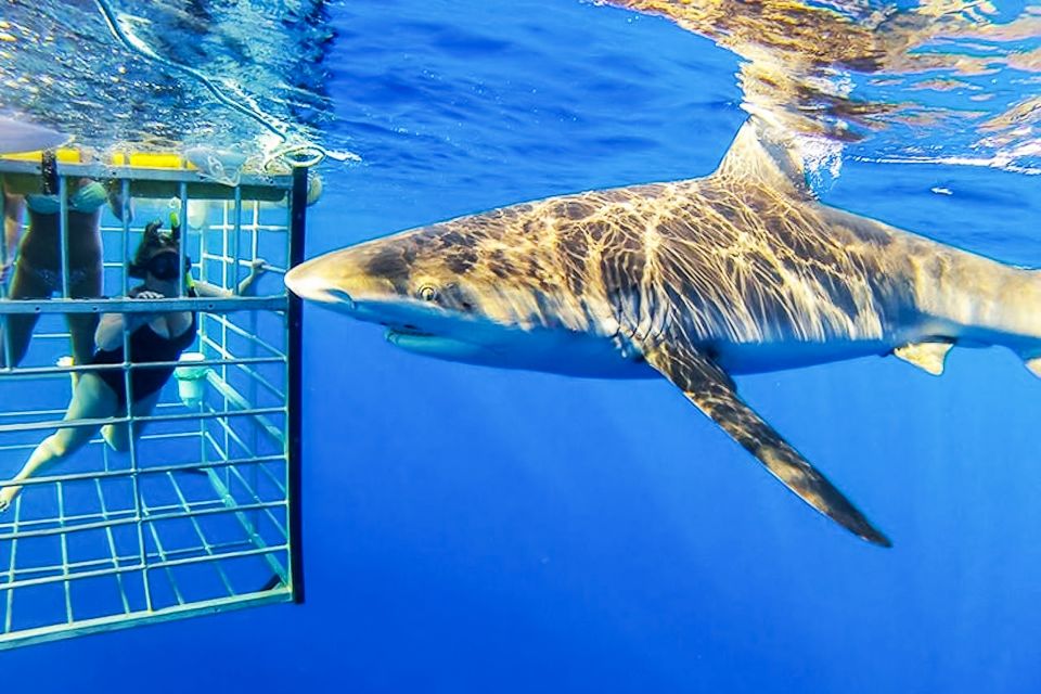 Oahu: Shark Cage Dive on the North Shore - Price and Value: Is $99 Worth It?