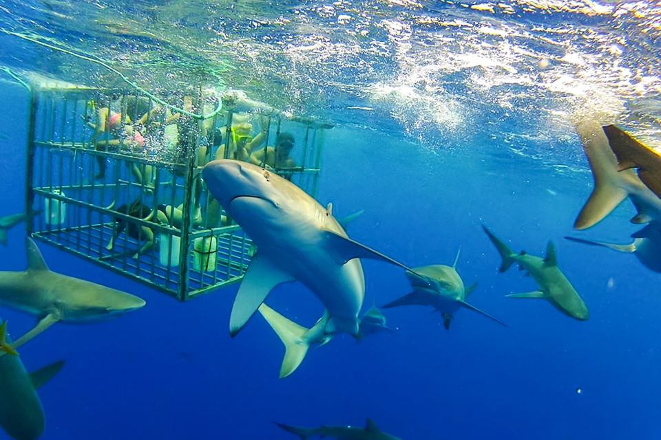 Oahu: Shark Cage Dive on the North Shore - North Shore Boat Ride: Where the Day Starts