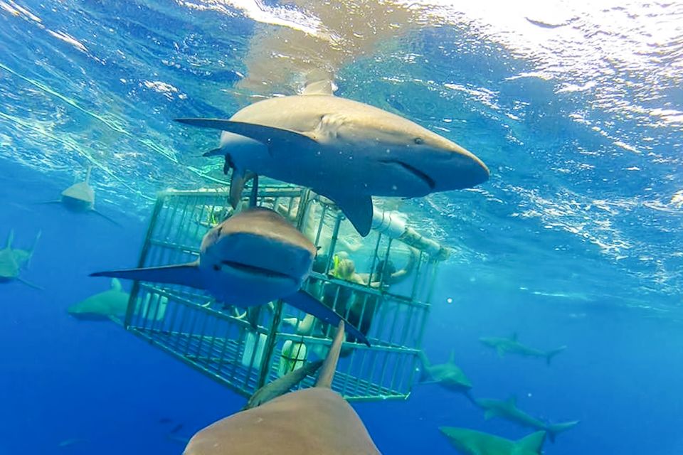 Oahu: Shark Cage Dive on the North Shore - Entering the Cage: What the Sharks Are Like Up Close