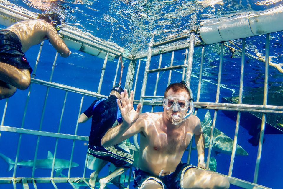 Oahu: Shark Cage Dive on the North Shore - Do They Use Chum? You Might Notice the Difference